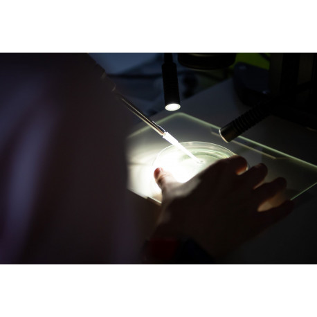 Želvušky a jejich cesta z mechu do vesmíru